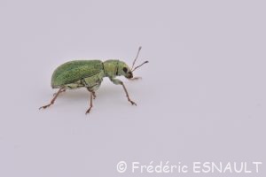 Pachyrhinus de Lethierry (Pachyrhinus lethierryi)