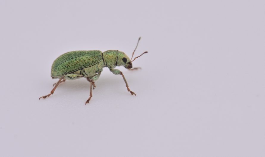 Nouveauté : Pachyrhinus de Lethierry (Pachyrhinus lethierryi)