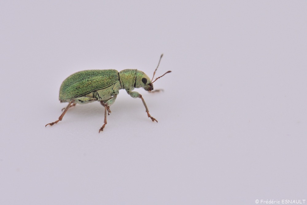 Pachyrhinus de Lethierry (Pachyrhinus lethierryi)