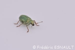 Pachyrhinus de Lethierry (Pachyrhinus lethierryi)
