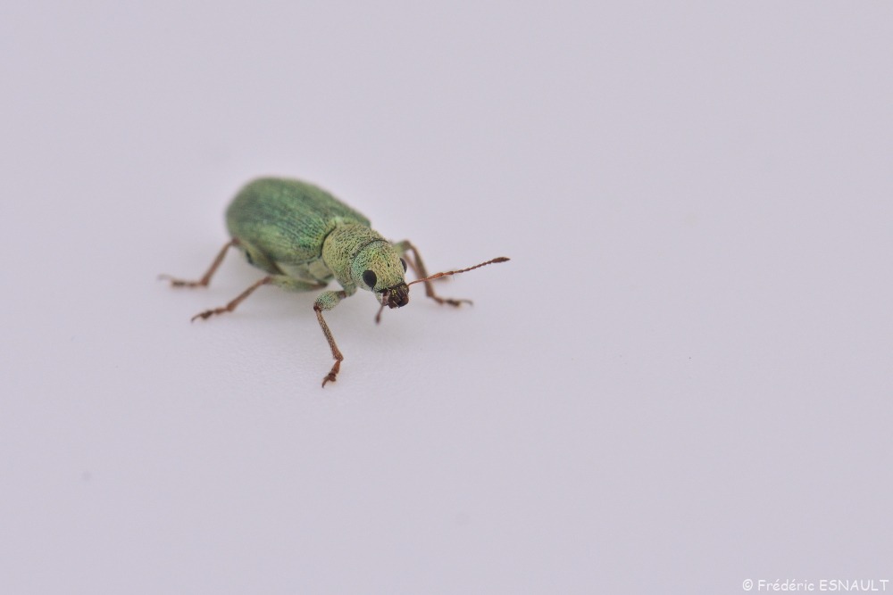 Pachyrhinus de Lethierry (Pachyrhinus lethierryi)