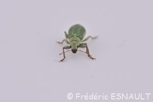 Pachyrhinus de Lethierry (Pachyrhinus lethierryi)