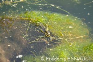 Ischnure élégante (Ischnura elegans)