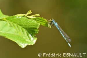 Agrion porte-coupe (Enallagma cyathigerum)