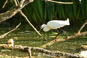 Aigrette garzette (Egretta garzetta)