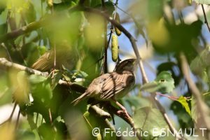 Moineau domestique (Passer domesticus)