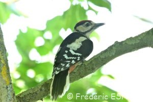 Pic épeiche (Dendrocopos major)