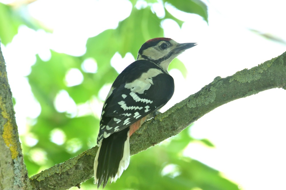 Pic épeiche (Dendrocopos major)