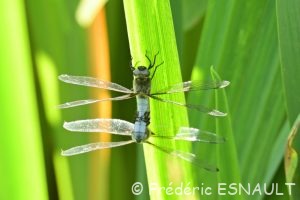 Libellule fauve (Libellula fulva)