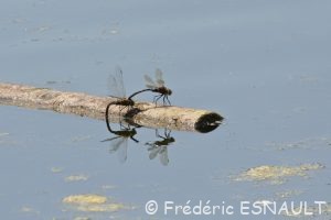 Anax napolitain (Anax parthenope)