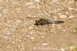 Orthétrum réticulé (Orthetrum cancellatum)