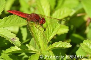 Crocothémis écarlate (Crocothemis erythraea)