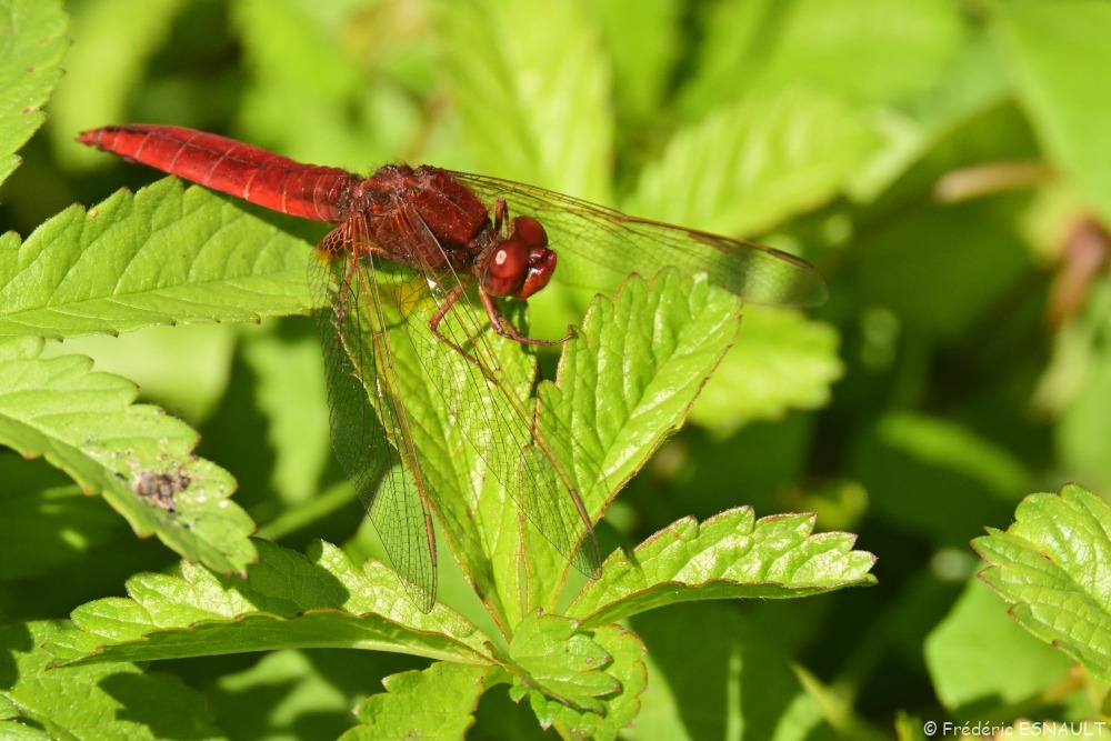 Crocothémis écarlate (Crocothemis erythraea)