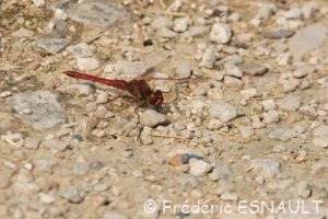Sympétrum à nervures rouges (Sympetrum fonscolombii)