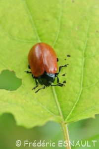 Chrysomèle du peuplier ou Mélasome du peuplier (Chrysomela populi)