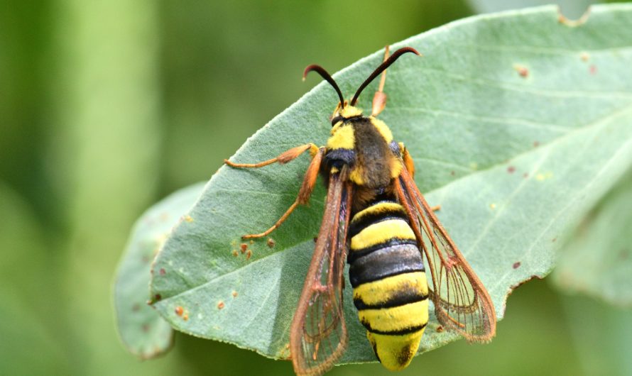 Nouveauté : Sésie du peuplier ou Sésie apiforme (Sesia apiformis)