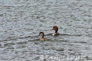 Nette rousse (Netta rufina)
