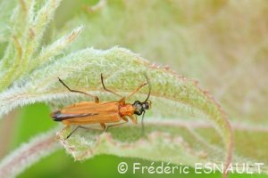 Œdémère ochracée (Oedemera podagrariae)