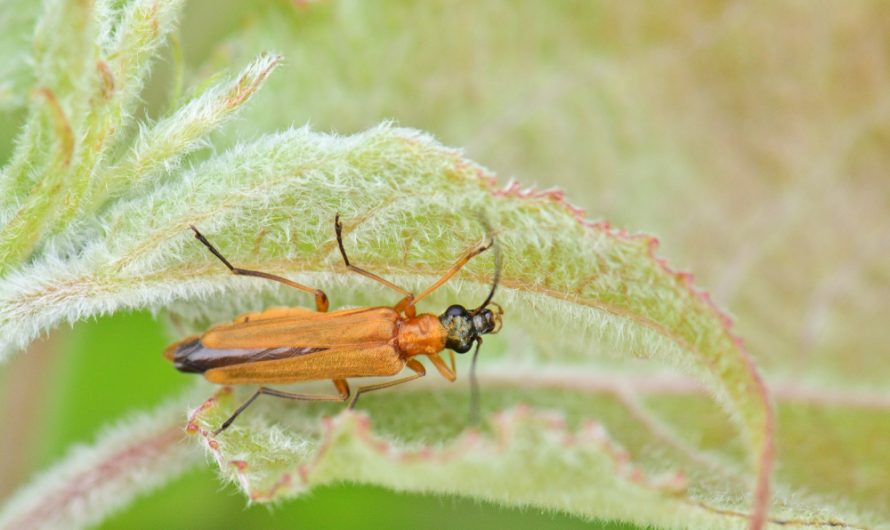 Nouveauté : Œdémère ochracé (Oedemera podagrariae)