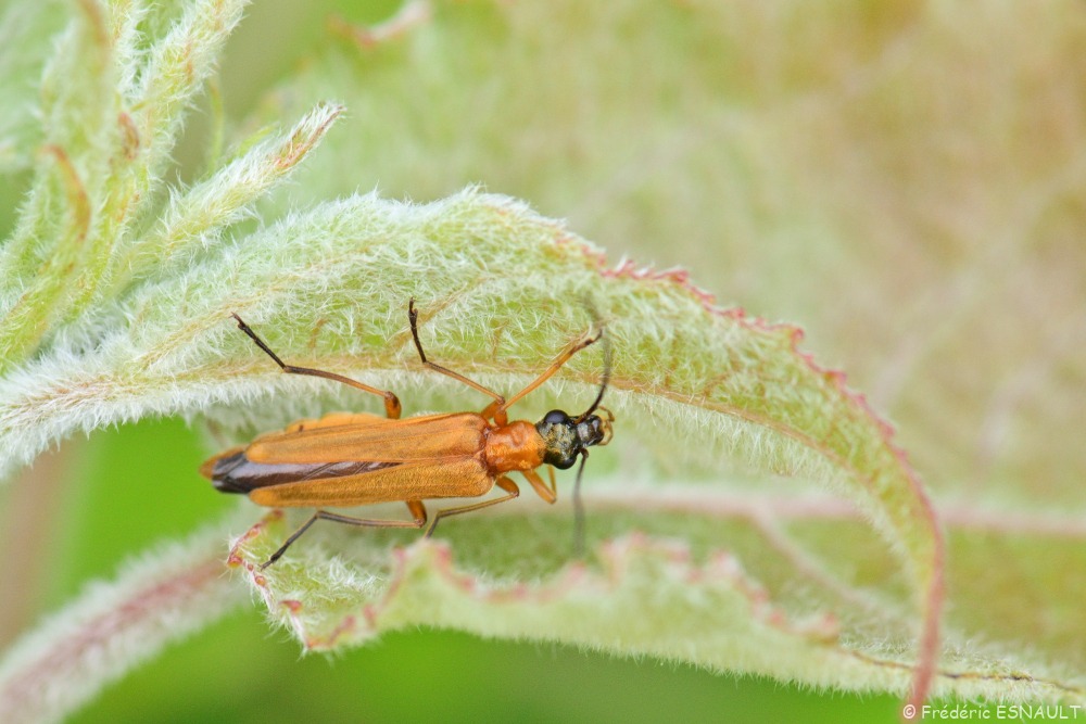 Œdémère ochracée (Oedemera podagrariae)