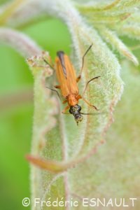 Œdémère ochracée (Oedemera podagrariae)