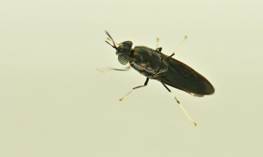 Nouveauté : Mouche soldat noire (Hermetia illucens)