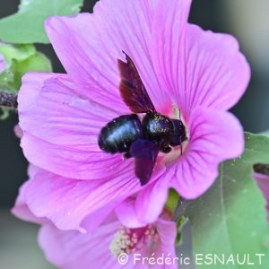 Xylocope violette (Xylocopa violacea)