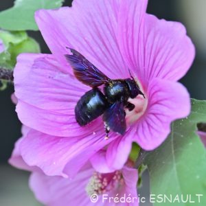 Xylocope violette (Xylocopa violacea)