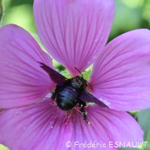 Xylocope violette (Xylocopa violacea)
