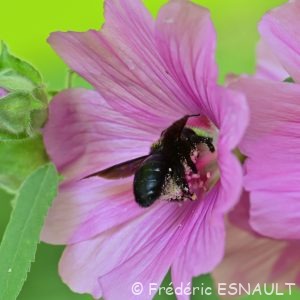 Xylocope violette (Xylocopa violacea)