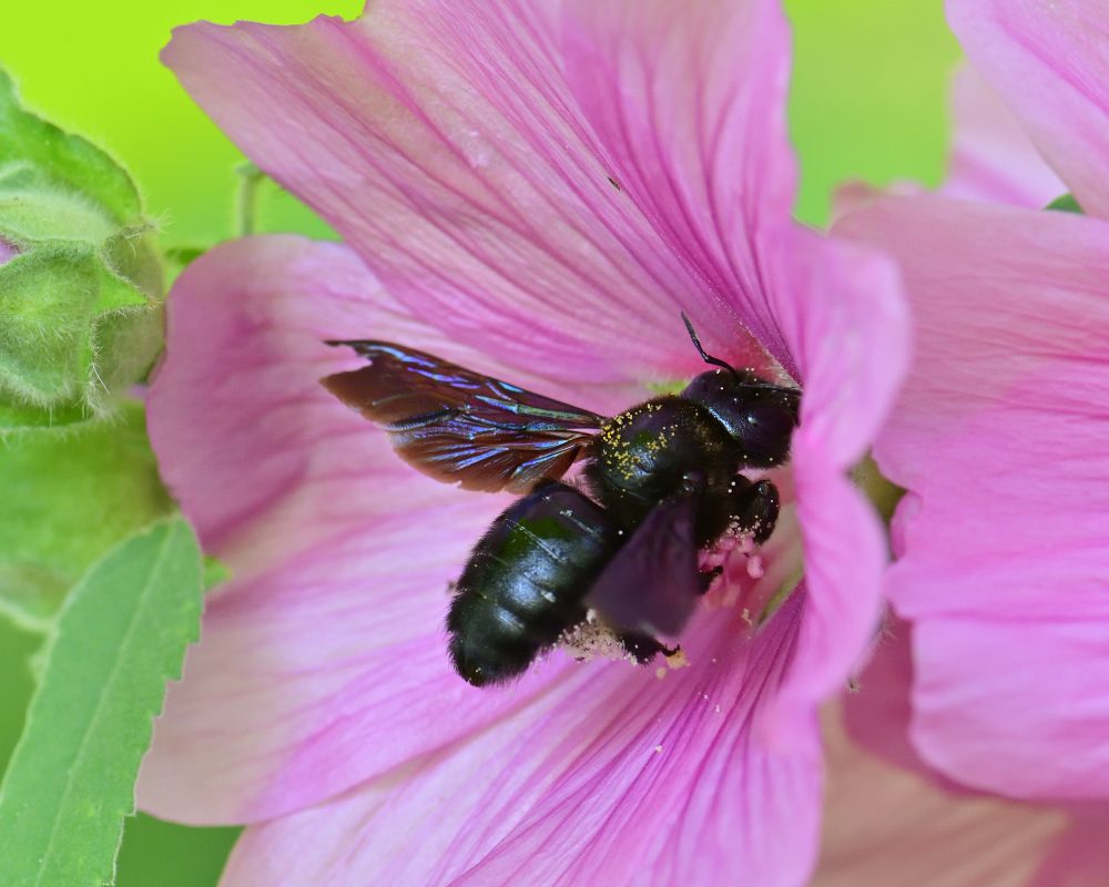 Xylocope violette (Xylocopa violacea)