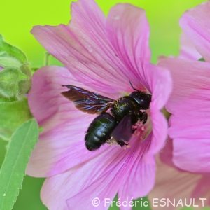Xylocope violette (Xylocopa violacea)