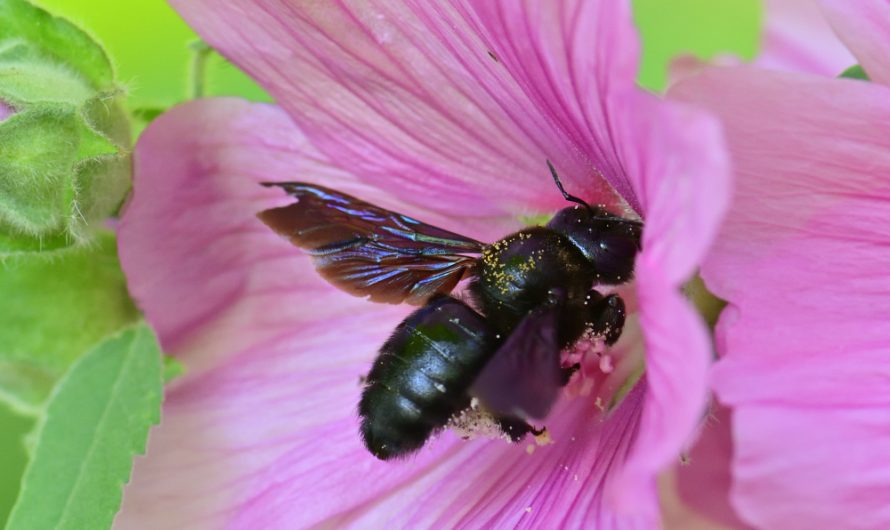 Nouveauté : Xylocope violette (Xylocopa violacea)