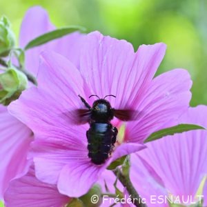 Xylocope violette (Xylocopa violacea)