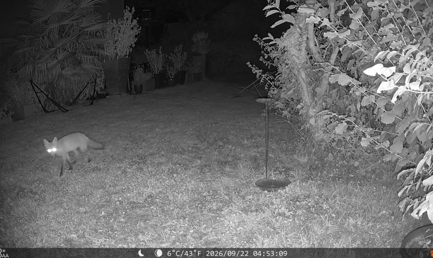 Visite du jardin par un curieux