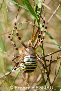Épeire fasciée ou Argiope frelon (Argiope bruennichi)