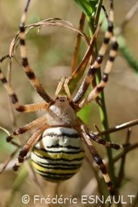 Épeire fasciée ou Argiope frelon (Argiope bruennichi)