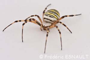 Épeire fasciée ou Argiope frelon (Argiope bruennichi)