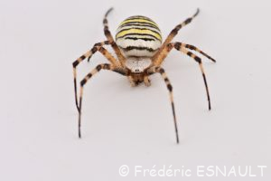 Épeire fasciée ou Argiope frelon (Argiope bruennichi)