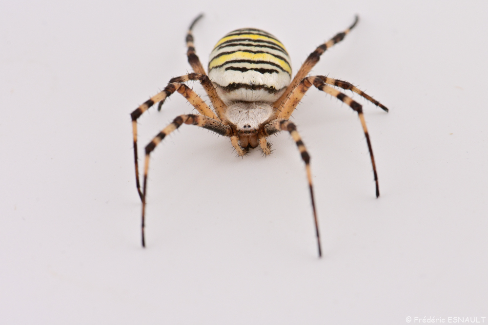 Épeire fasciée ou Argiope frelon (Argiope bruennichi)