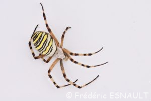 Épeire fasciée ou Argiope frelon (Argiope bruennichi)