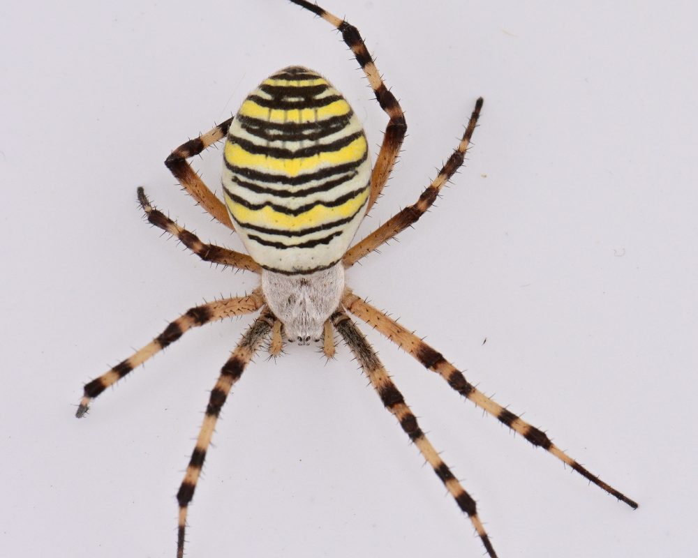 Épeire fasciée ou Argiope frelon (Argiope bruennichi)