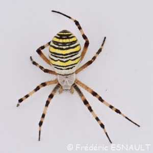 Épeire fasciée ou Argiope frelon (Argiope bruennichi)