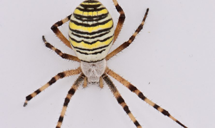Nouveauté : Épeire fasciée ou Argiope frelon (Argiope bruennichi)