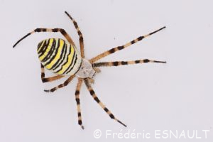 Épeire fasciée ou Argiope frelon (Argiope bruennichi)
