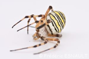Épeire fasciée ou Argiope frelon (Argiope bruennichi)