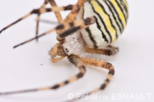 Épeire fasciée ou Argiope frelon (Argiope bruennichi)