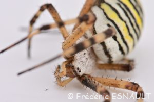 Épeire fasciée ou Argiope frelon (Argiope bruennichi)
