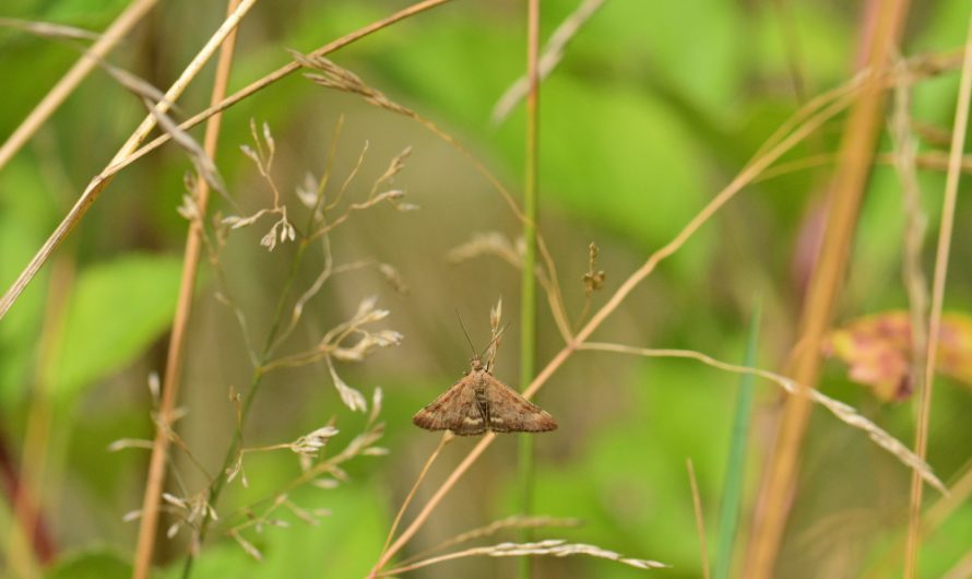 Nouveauté : Pyrale des buissons (Pyrausta despicata)